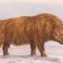 32,000-Year-Old Woolly Rhinoceros Found in Good Condition in Russia: 'Chance of 1 in 10,000'