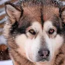 7-year-old Belgian Boy Dies After Attack by Five Sled Dogs in Front of His Mother