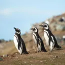 Argentinian Farmer Sentenced for Killing Over a Hundred Penguin Chicks