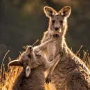 Australian Charged with Killing Nearly 100 Kangaroos