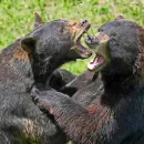 Bear Kills Another Bear During Intense Fight at Belgian Zoo