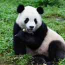 China Resumes 'Panda Diplomacy'; Washington Welcomes Two New Bears