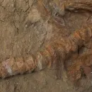 Discovery of 9 Million Year Old Shark Fossils in Peru