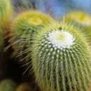 German city bans cacti in public spaces after man injures himself on plant