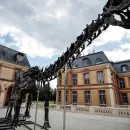 Gigantic Dinosaur Skeleton Up for Auction in Paris Hopes to Break World Record