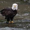 Joe Biden Declares American Bald Eagle National Bird of USA