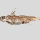 New Species of Dragonfish Discovered near New Zealand: Exciting Find