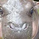 Obsession with baby hippo at Thai zoo crosses the line: 'This behavior is not only cruel, but also dangerous'