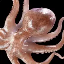 Octopuses Could Evolve to Build Underwater Civilizations, Oxford Professor Predicts