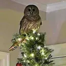 Owl surprises family by entering house through chimney and perching on top of Christmas tree