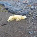 Rare Polar Bear Found in Iceland, Shot Dead: 'Not Something We Like to Do'