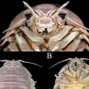 Scientists Discover Giant Bathynomus Vaderi, the Darth Vader of the Ocean