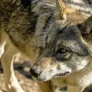 Sweden Starts Wolf Hunt to Halve Endangered Population