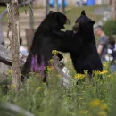 Tragedy Strikes as Black Bear Dack is Killed by Fellow Bear at Pairi Daiza Zoo