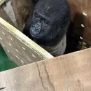 Turkish Customs Intercept Baby Gorilla on Cargo Flight