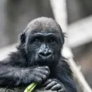 Young gorilla Eyare dies in Calgary zoo after tragic accident