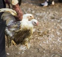 Bird flu spreads in France