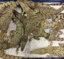 Crocodiles seized at Heathrow