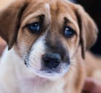 Marathon racer thinks puppy, dog takes 30 km