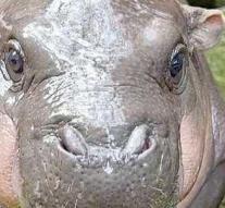 Obsession with baby hippo at Thai zoo crosses the line: 'This behavior is not only cruel, but also dangerous'