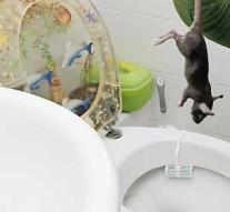 Woman screams after finding rat in toilet pushing against her buttocks