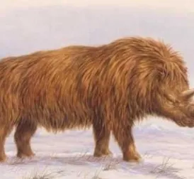 32,000-Year-Old Woolly Rhinoceros Found in Good Condition in Russia: 'Chance of 1 in 10,000'