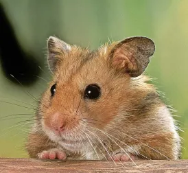 Airplane Grounded for Days After 132 Hamsters Escape