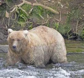 Annual 'Fat Bear Week' starts this year with deadly attack