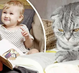 Are Cats Smarter Than Babies? Study Shows Cats Learn Words Faster Than Infants