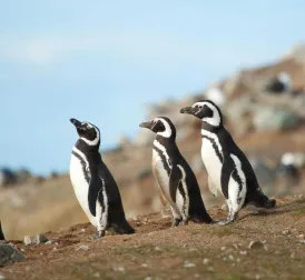 Argentinian Farmer Sentenced for Killing Over a Hundred Penguin Chicks