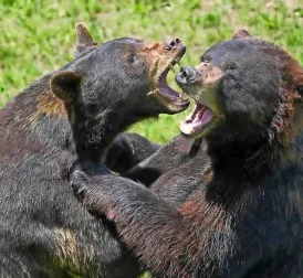 Bear Kills Another Bear During Intense Fight at Belgian Zoo