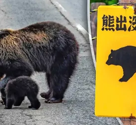 Bear storms Japanese supermarket and injures employee, captured after two days