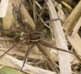 British Zoo Releases Giant Spiders: 'As Big as a Hand'