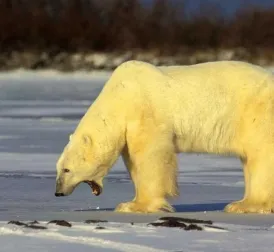 Canadian man jumps on polar bear to save his wife, neighbor also helps