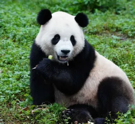 China Resumes 'Panda Diplomacy'; Washington Welcomes Two New Bears