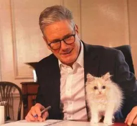 Competition for Larry: New Kitten Arrives at Downing Street