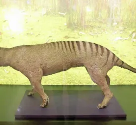 Could Tasmanian Tiger Return to Earth?