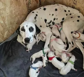 Dalmatian in Bergen gives birth to 19 puppies, ties world record