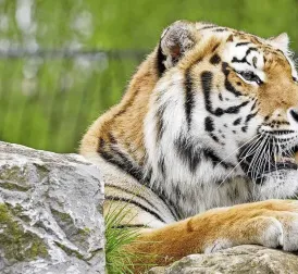 Deadly bird flu strikes 47 tigers in Vietnamese zoos