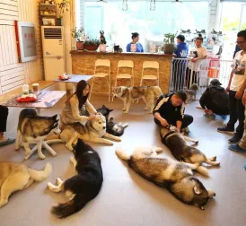 Dogs and Cats Working Massively in China as a Trend