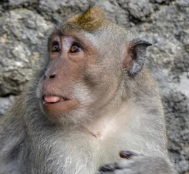 Dozens of Escaped Monkeys from Research Center Cause Disturbance in South Carolina