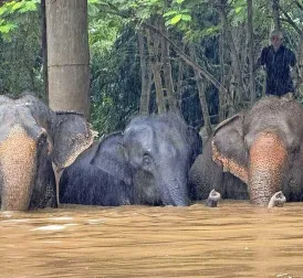 Elephants Drown in Severe Flooding in Northern Thailand