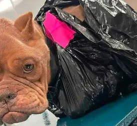 Emaciated Bulldog Found Near Train Tracks, Unable to Walk Due to Taped Bag