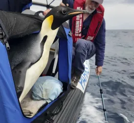 Emperor penguin Gus begins his long journey back home after appearing 3000 kilometers away