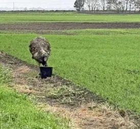 Escaped Emu Still on the Loose in Lincolnshire, UK