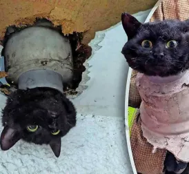 Firefighters Rescue Anxious Cat Stuck in Rain Pipe: 'She Thankfully Suffered no Serious Injuries'