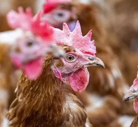 First case of bird flu in a human in Canada