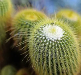 German city bans cacti in public spaces after man injures himself on plant