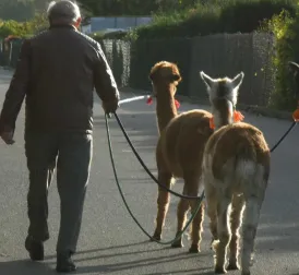 German Health Experts Warn of Infections from Popular Alpaca Walks