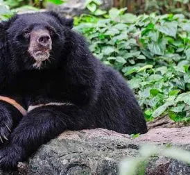 Hunter dies after shot bear falls from tree and crushes him